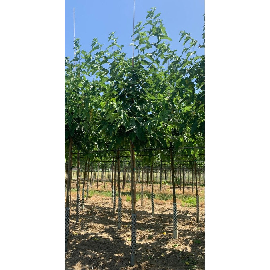 Vitt mullbär - Morus alba 'Fruitless' 12-14 HS, COCO